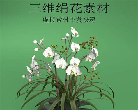 代表女性的花|探寻女性象征的植物之美（绽放女性力量的花朵们）